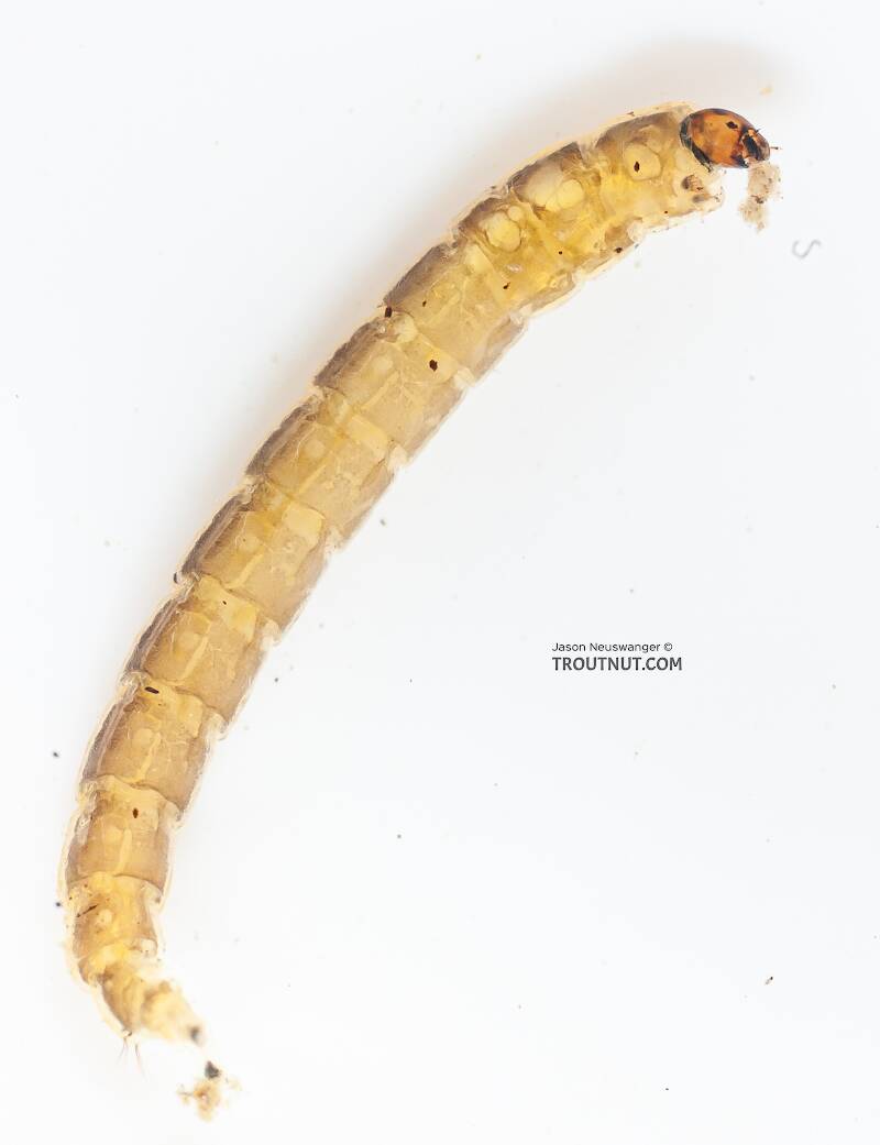 Ventral view of a Chironomidae (Midge) True Fly Larva from the Gulkana River in Alaska