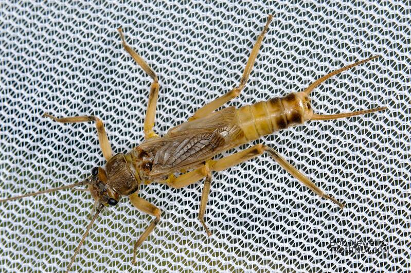 Male Claassenia sabulosa (Perlidae) (Golden Stone) Stonefly Adult from the Touchet River in Washington