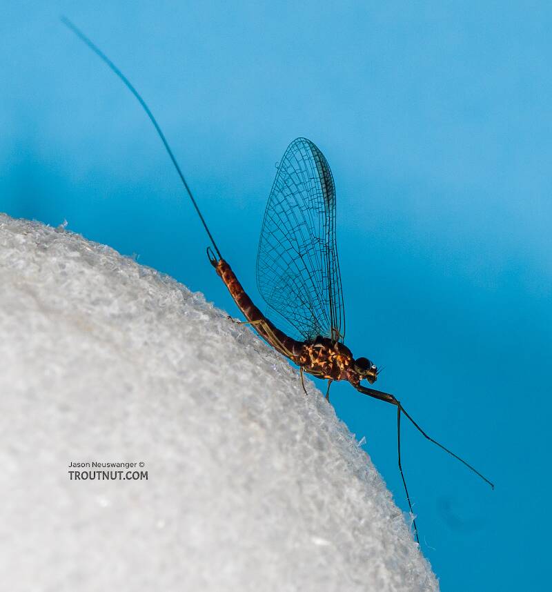 Lateral view of a Male Rhithrogena morrisoni (Heptageniidae) (Western March Brown) Mayfly Spinner from the South Fork Snoqualmie River in Washington