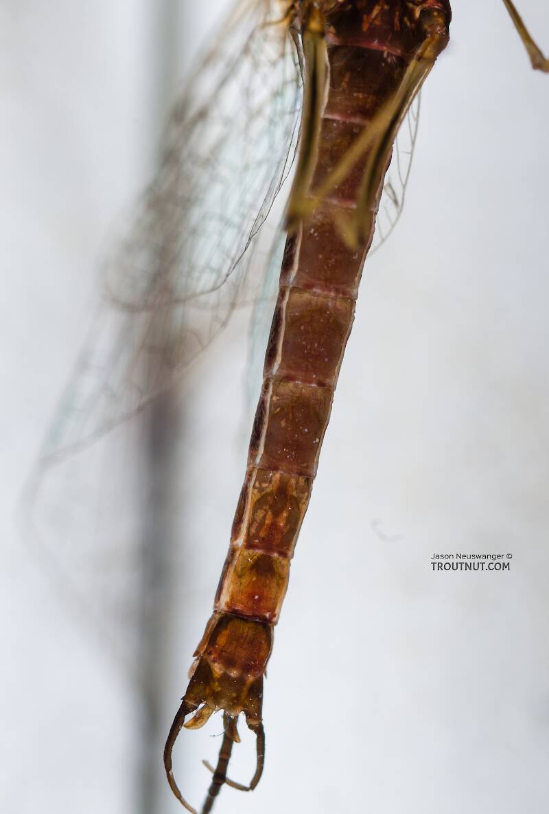 Ventral view of a Male Rhithrogena morrisoni (Heptageniidae) (Western March Brown) Mayfly Spinner from the South Fork Snoqualmie River in Washington