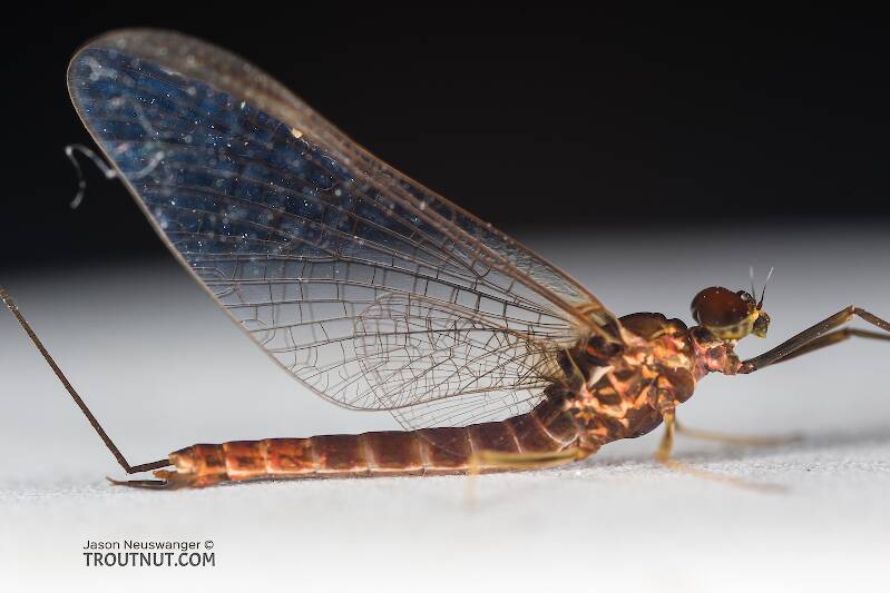 Male Rhithrogena morrisoni (Heptageniidae) (Western March Brown) Mayfly Spinner from the South Fork Snoqualmie River in Washington