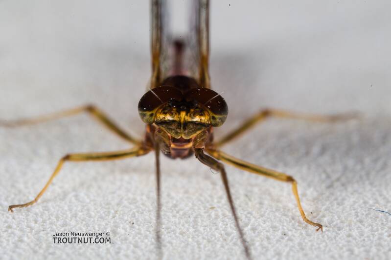 Male Rhithrogena morrisoni (Heptageniidae) (Western March Brown) Mayfly Spinner from the South Fork Snoqualmie River in Washington