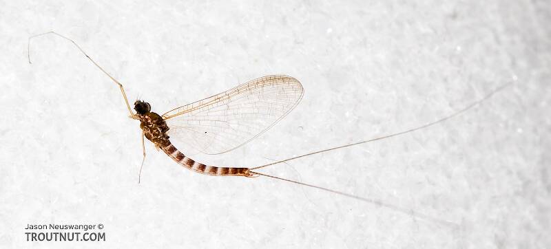 Lateral view of a Male Cinygmula (Heptageniidae) (Dark Red Quill) Mayfly Spinner from the South Fork Stillaguamish River in Washington
