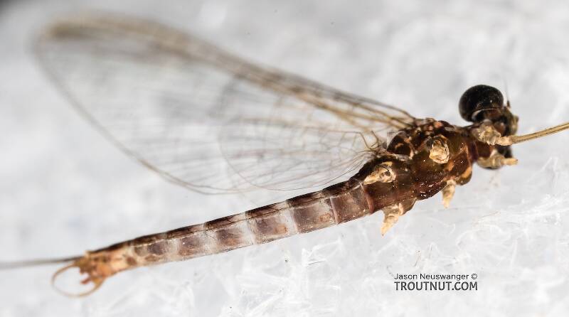 Male Cinygmula (Heptageniidae) (Dark Red Quill) Mayfly Spinner from the South Fork Stillaguamish River in Washington