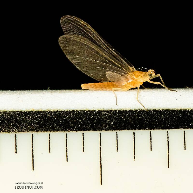 Markings are 1/16 inch.

Ruler view of a Female Ephemerellidae (Hendricksons, Sulphurs, PMDs, BWOs) Mayfly Dun from the South Fork Stillaguamish River in Washington The smallest ruler marks are 1/16".