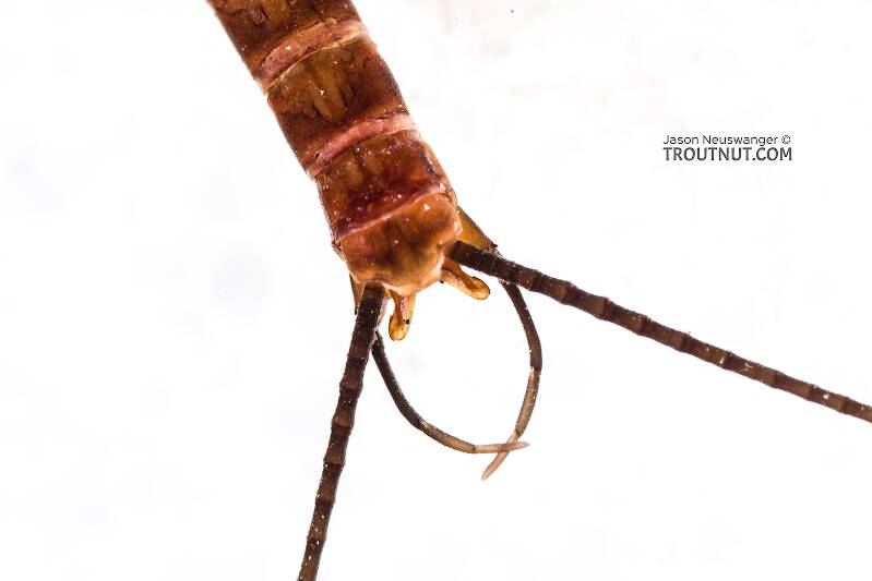 Male Rhithrogena virilis (Heptageniidae) Mayfly Spinner from the South Fork Sauk River in Washington