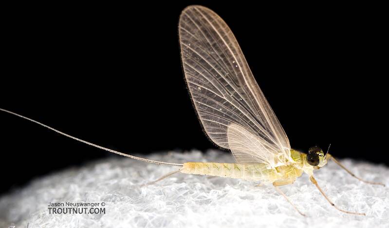Male Epeorus deceptivus (Heptageniidae) Mayfly Dun from the South Fork Sauk River in Washington