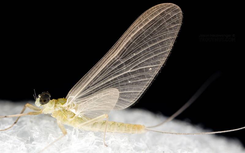 Lateral view of a Male Epeorus deceptivus (Heptageniidae) Mayfly Dun from the South Fork Sauk River in Washington