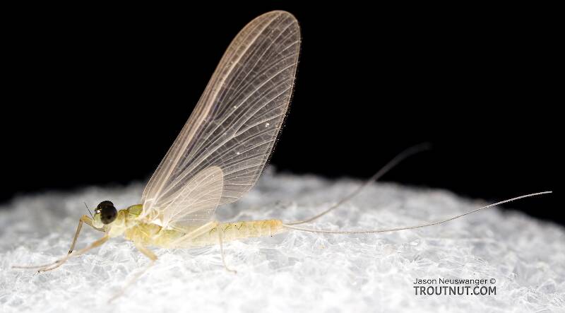 Male Epeorus deceptivus (Heptageniidae) Mayfly Dun from the South Fork Sauk River in Washington