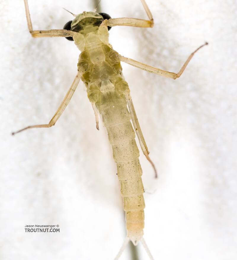 Ventral view of a Male Epeorus deceptivus (Heptageniidae) Mayfly Dun from the South Fork Sauk River in Washington