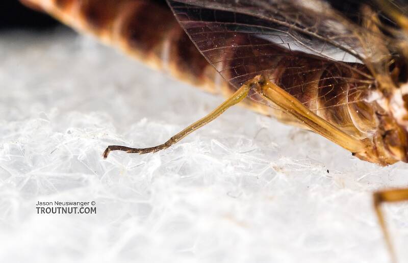 Male Rhithrogena virilis (Heptageniidae) Mayfly Spinner from the South Fork Sauk River in Washington