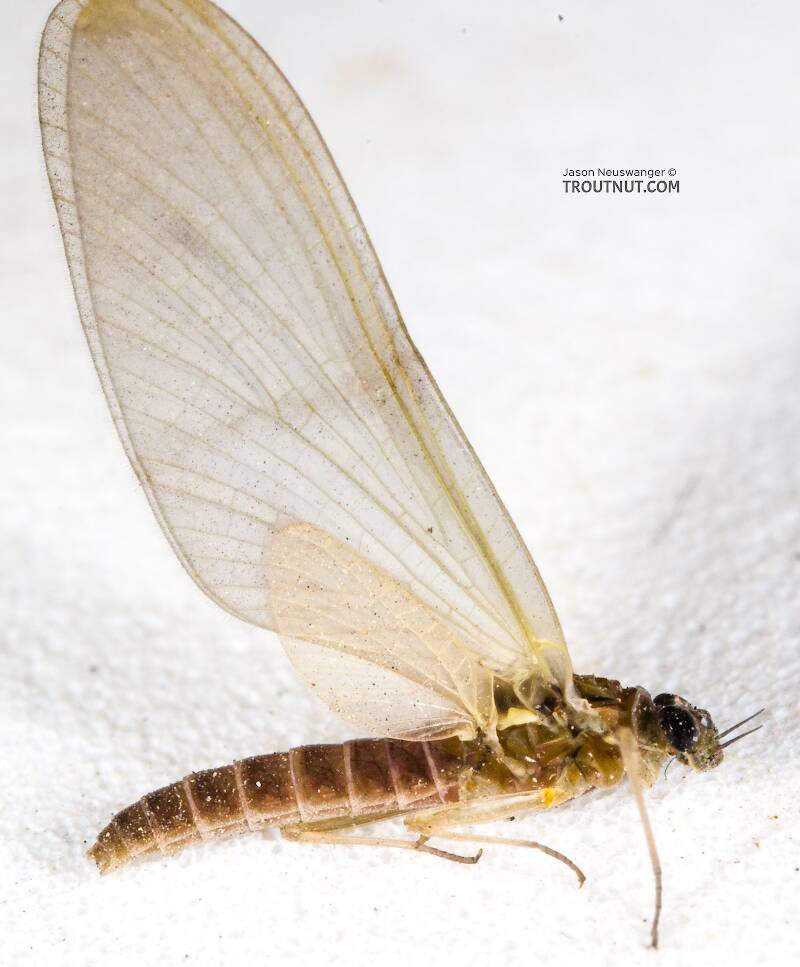 Lateral view of a Female Epeorus deceptivus (Heptageniidae) Mayfly Dun from the South Fork Sauk River in Washington