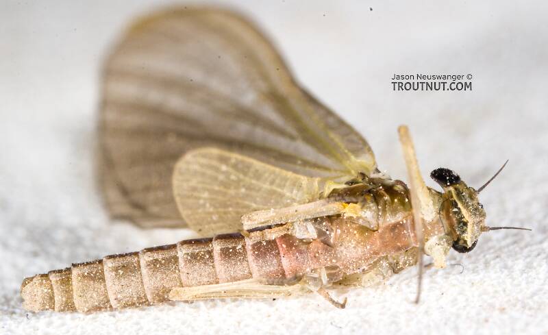 Ventral view of a Female Epeorus deceptivus (Heptageniidae) Mayfly Dun from the South Fork Sauk River in Washington