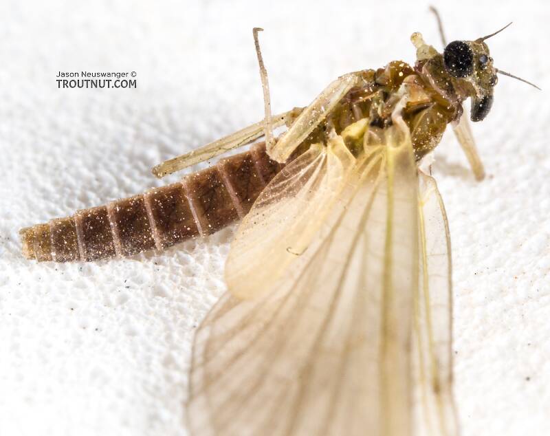 Dorsal view of a Female Epeorus deceptivus (Heptageniidae) Mayfly Dun from the South Fork Sauk River in Washington