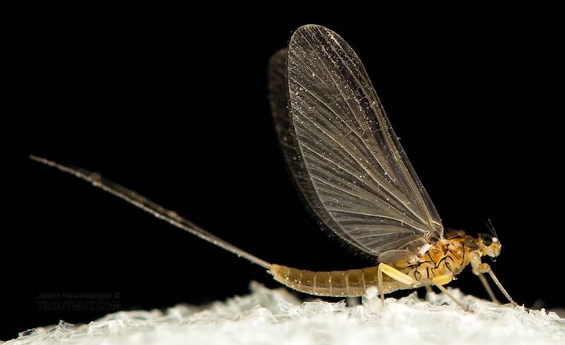 Lateral view of a Female Baetidae (Blue-Winged Olive) Mayfly Dun from the North Fork Stillaguamish River in Washington