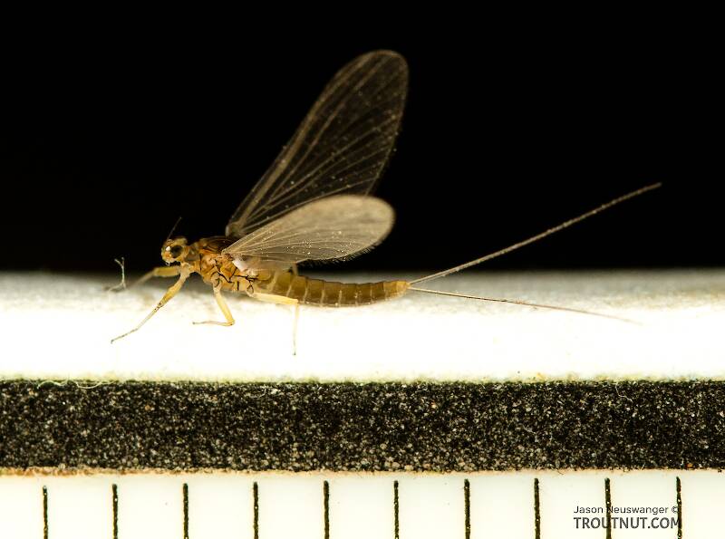 Each ruler mark is 1/16 inch

Female Baetidae (Blue-Winged Olive) Mayfly Dun from the North Fork Stillaguamish River in Washington