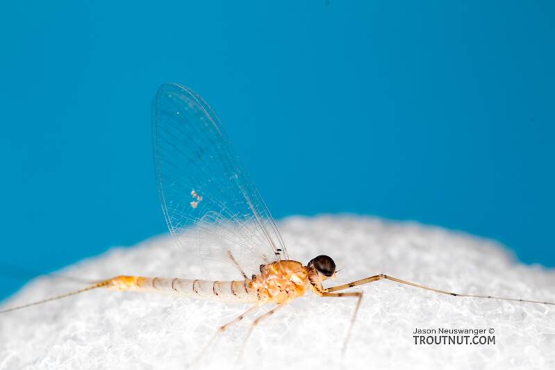 Male Epeorus albertae (Heptageniidae) (Pink Lady) Mayfly Spinner from the North Fork Stillaguamish River in Washington