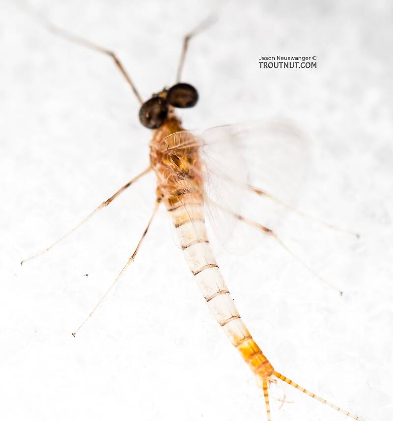 Male Epeorus albertae (Heptageniidae) (Pink Lady) Mayfly Spinner from the North Fork Stillaguamish River in Washington
