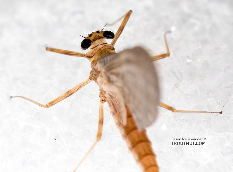 Female Epeorus albertae (Heptageniidae) (Pink Lady) Mayfly Dun from the North Fork Stillaguamish River in Washington
