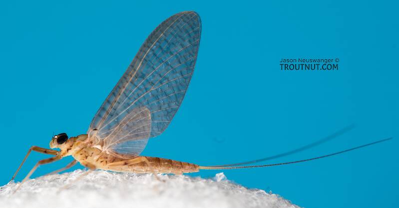 Lateral view of a Female Epeorus albertae (Heptageniidae) (Pink Lady) Mayfly Dun from the North Fork Stillaguamish River in Washington