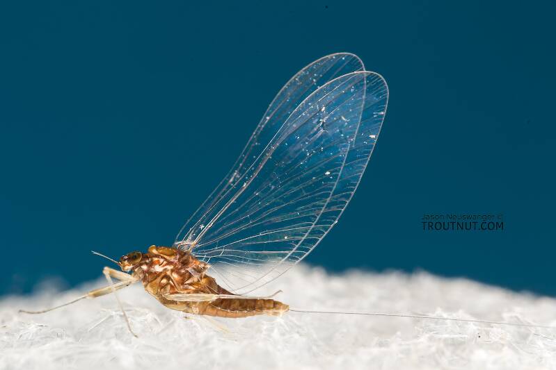 Lateral view of a Female Acentrella turbida (Baetidae) (Tiny Blue-Winged Olive) Mayfly Spinner from the Middle Fork Snoqualmie River in Washington