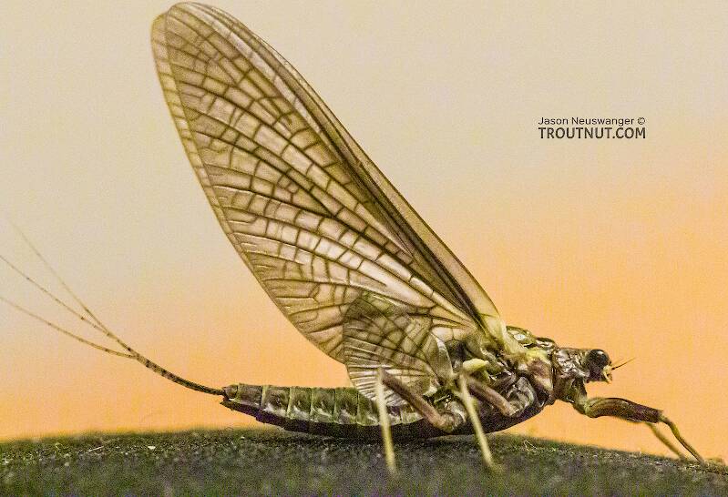 Lateral view of a Female Drunella grandis (Ephemerellidae) (Western Green Drake) Mayfly Dun from the American River in Washington
