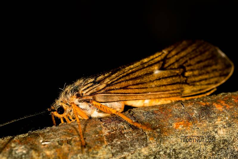 Artistic view of a Female Dicosmoecus gilvipes (Limnephilidae) (October Caddis) Caddisfly Adult from the South Fork Snoqualmie River in Washington