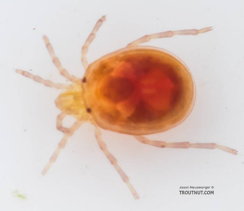 Acari (Mite) Arthropod Adult from the South Fork Snoqualmie River in Washington