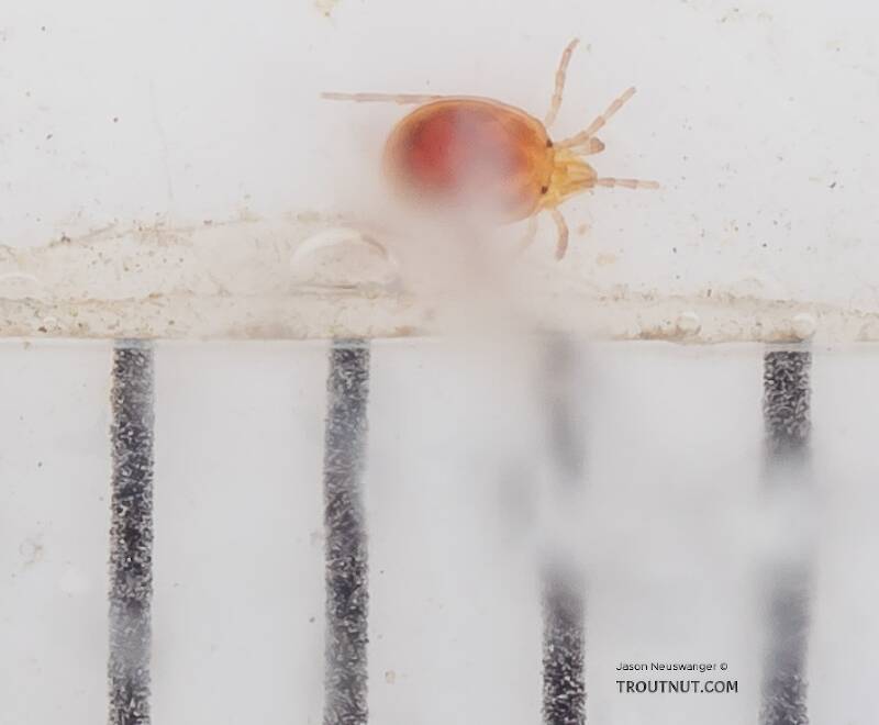 The black bars are 1 mm marks.

Ruler view of a Acari (Mite) Arthropod Adult from the South Fork Snoqualmie River in Washington The smallest ruler marks are 1 mm.