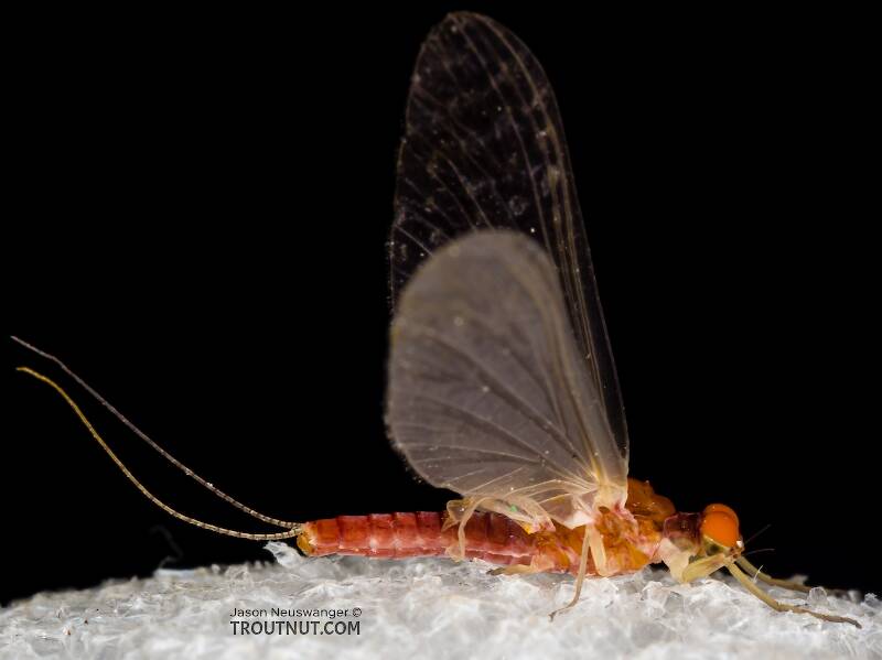 Lateral view of a Male Ephemerellidae (Hendricksons, Sulphurs, PMDs, BWOs) Mayfly Dun from the South Fork Snoqualmie River in Washington
