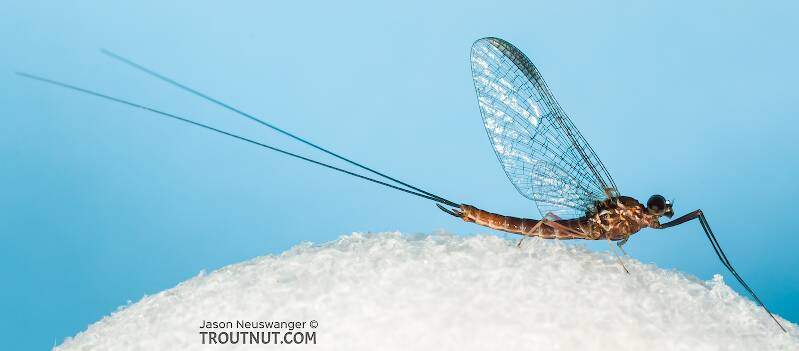 Lateral view of a Male Rhithrogena virilis (Heptageniidae) Mayfly Spinner from the South Fork Snoqualmie River in Washington