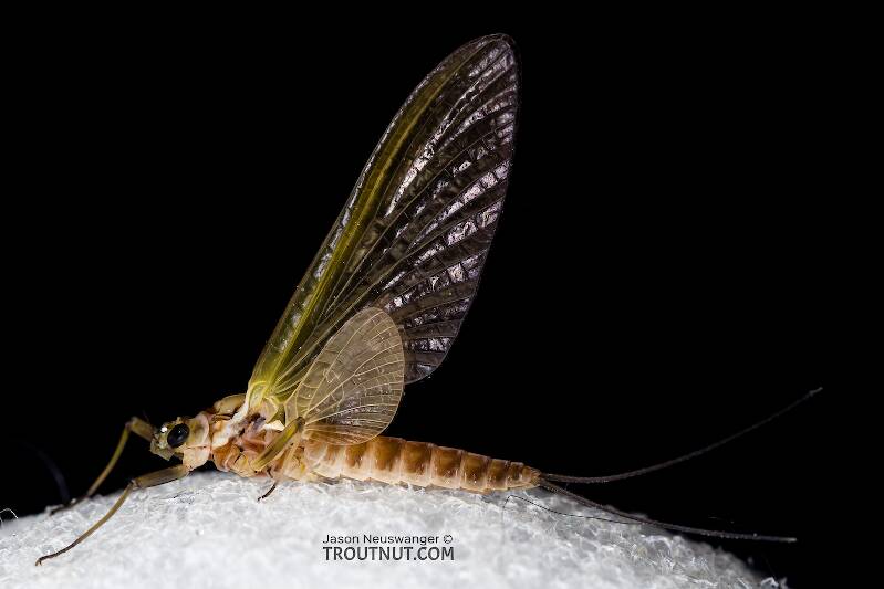 Lateral view of a Female Rhithrogena virilis (Heptageniidae) Mayfly Dun from the South Fork Snoqualmie River in Washington