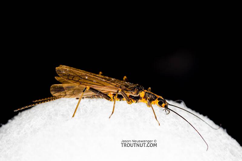 Lateral view of a Female Pictetiella expansa (Perlodidae) (Autumn Springfly) Stonefly Adult from the South Fork Snoqualmie River in Washington