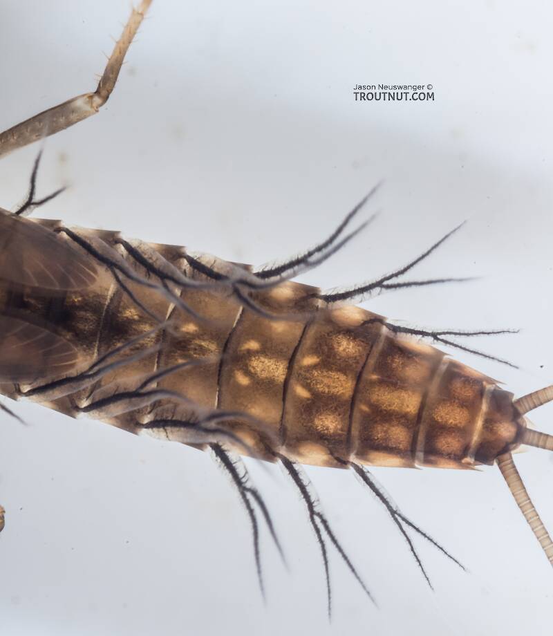 Neoleptophlebia (Leptophlebiidae) Mayfly Nymph from the South Fork Snoqualmie River in Washington