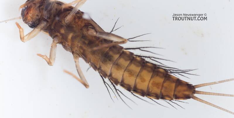 Ventral view of a Neoleptophlebia (Leptophlebiidae) Mayfly Nymph from the South Fork Snoqualmie River in Washington