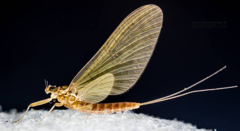Lateral view of a Female Cinygmula (Heptageniidae) (Dark Red Quill) Mayfly Dun from the South Fork Snoqualmie River in Washington