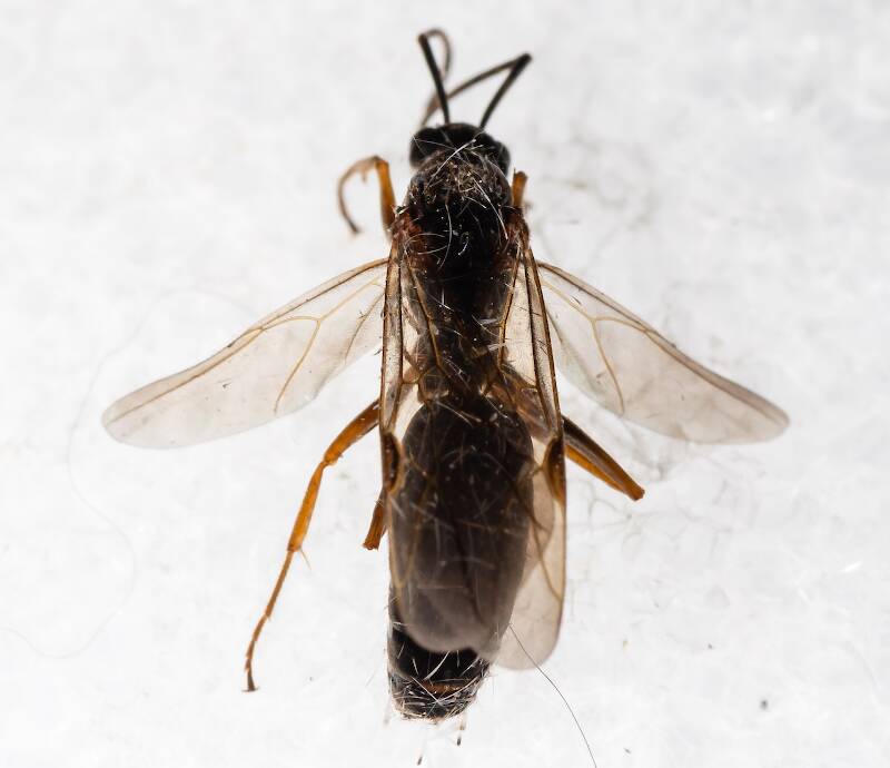 Dorsal view of a Male Formicidae (Ant) Insect Adult from Tepee Creek in Idaho