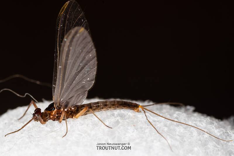 Lateral view of a Male Paraleptophlebia (Leptophlebiidae) (Blue Quill) Mayfly Dun from the Big Hole River in Montana
