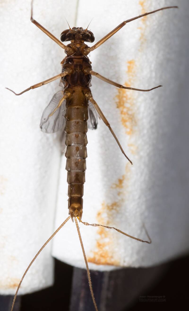 Ventral view of a Male Paraleptophlebia (Leptophlebiidae) (Blue Quill) Mayfly Dun from the Big Hole River in Montana