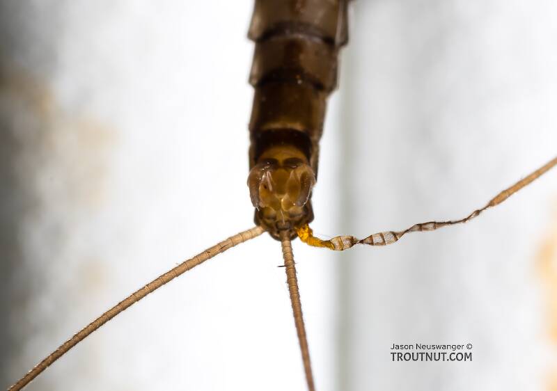 Male Paraleptophlebia (Leptophlebiidae) (Blue Quill) Mayfly Dun from the Big Hole River in Montana