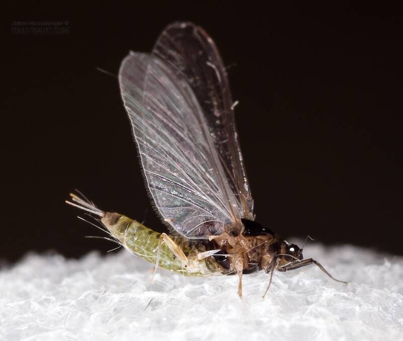 Lateral view of a Female Tricorythodes (Leptohyphidae) (Trico) Mayfly Spinner from the Big Hole River in Montana