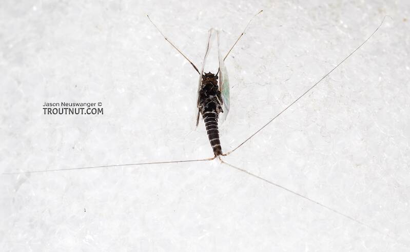 Male Tricorythodes (Trico) Mayfly Spinner