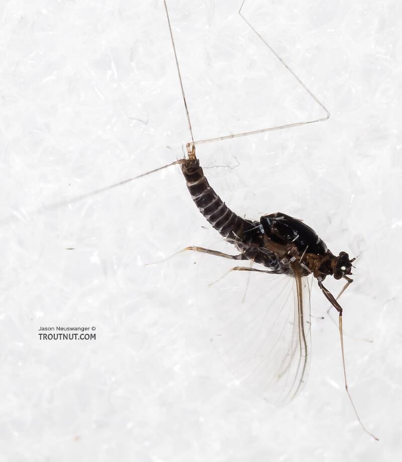 Dorsal view of a Male Tricorythodes (Leptohyphidae) (Trico) Mayfly Spinner from the Big Hole River in Montana