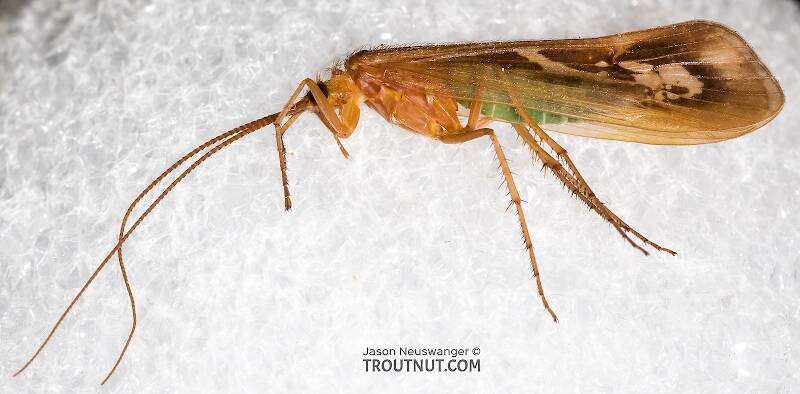 Lateral view of a Male Limnephilus externus (Limnephilidae) (Summer Flier Sedge) Caddisfly Adult from the Henry's Fork of the Snake River in Idaho