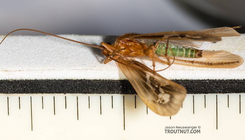 Each measurement mark is 1/16".

Ruler view of a Male Limnephilus externus (Limnephilidae) (Summer Flier Sedge) Caddisfly Adult from the Henry's Fork of the Snake River in Idaho The smallest ruler marks are 1/16".