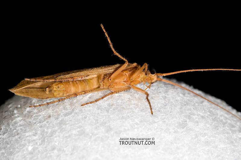 Female Grammotaulius lorettae (Limnephilidae) (Northern Caddisfly) Caddisfly Adult from the Henry's Fork of the Snake River in Idaho