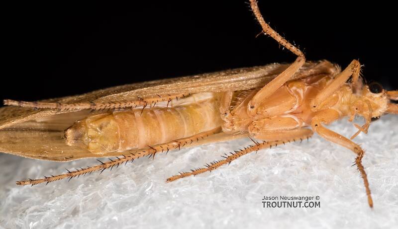 Case view of a Female Grammotaulius lorettae (Limnephilidae) (Northern Caddisfly) Caddisfly Adult from the Henry's Fork of the Snake River in Idaho