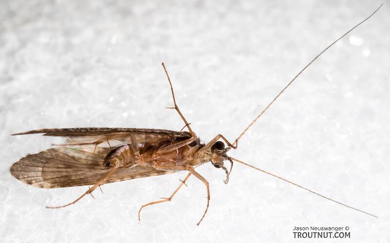 Male Hydropsyche (Hydropsychidae) (Spotted Sedge) Caddisfly Adult from the Henry's Fork of the Snake River in Idaho
