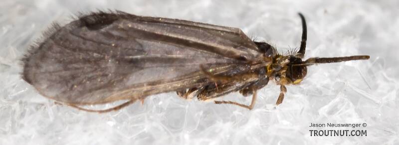 Lateral view of a Amiocentrus aspilus (Brachycentridae) (Little Western Weedy Water Sedge) Caddisfly Adult from the Henry's Fork of the Snake River in Idaho