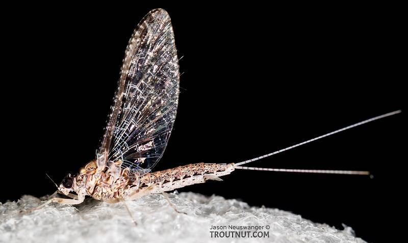 Lateral view of a Female Callibaetis (Baetidae) (Speckled Dun) Mayfly Spinner from the Henry's Fork of the Snake River in Idaho